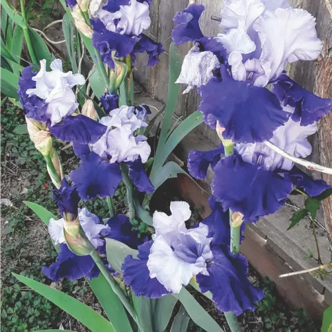 blue white
