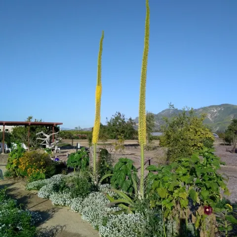 Agave plants.