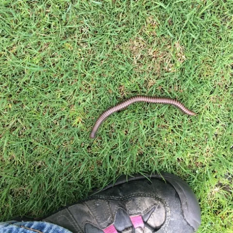 Millipede