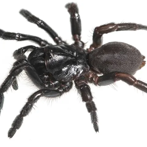 UC Davis professor Jason Bond discovered a new genus of spider, and seeks name suggestions for the species by 5 p.m., June 1. (Photo by Jason Bond)