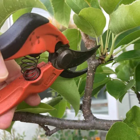 Hand Pruning, photo by Vera Kark