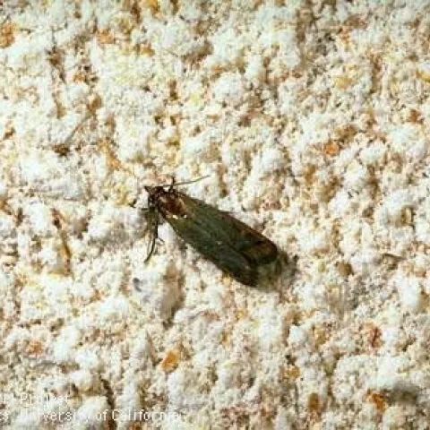 Indian meal moth adult in wheat flour. (Credit: Jack Kelly Clark)