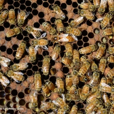 Anecdotal information pubished in scinece-direct.com indicates that bee sting therapy may have a role in COVID-19 treatment. (Photo by Kathy Keatley Garvey)