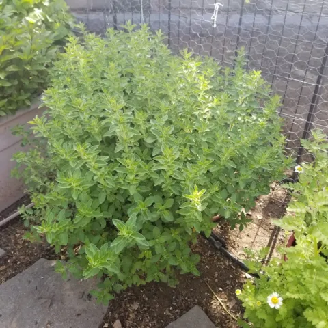 Oregano in a pot. (Terry Pellegrini)