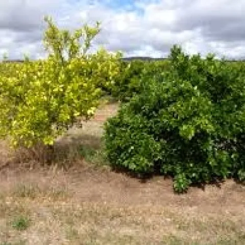 rootstock effect