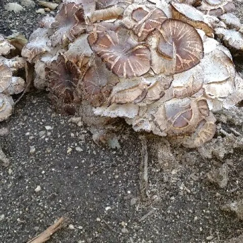 mushroom clusters