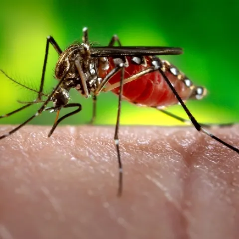 Zika mosquito, Aedes egypti. (Centers for Disease Control)
