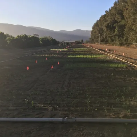 How many different cover crops can you count in this photo?