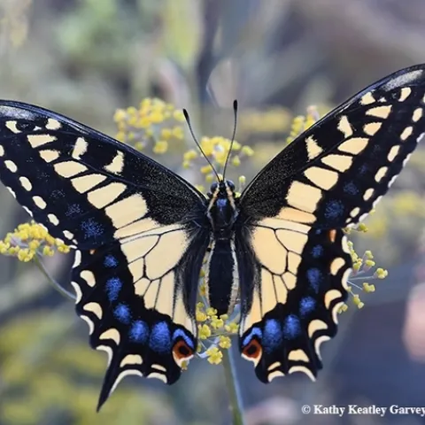 Anise swallowtail. (Kathy Keatley Garvey)