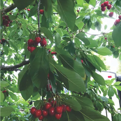 cherry tree