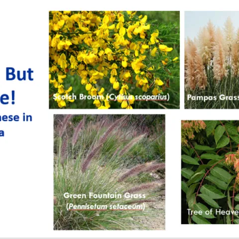 Invasive Plants