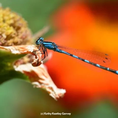 Damselfly Photo by Kathy Keatley Garvey