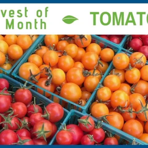 Tomatoes July