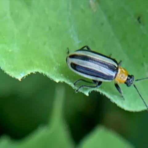 Jasmin Ramirez Bonilla targets the Western striped cucumber beetle, Acalymma trivittatum. (Photo by Jasmin Ramirez Bonilla)