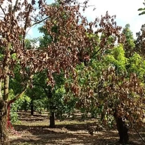 laurel wilt trees