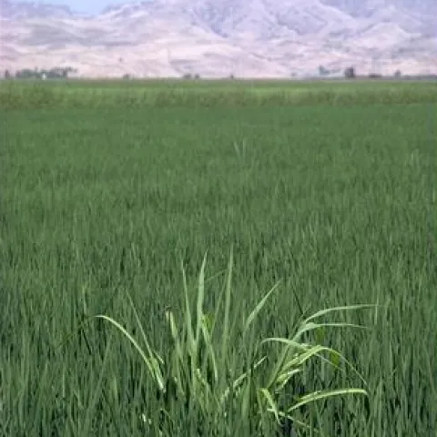 Weedy rice in a rice field in California.