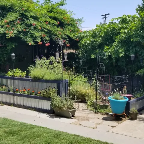 Terry's garden.