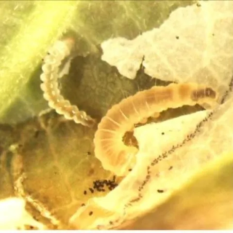 caloptilia stages