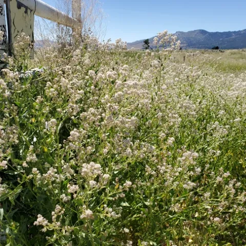 Perennial Pepperweed or Tall Whitetop