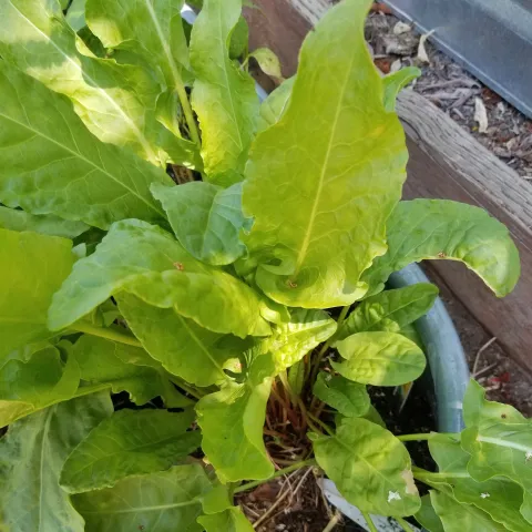 Sorrel by Mildy Weinstein