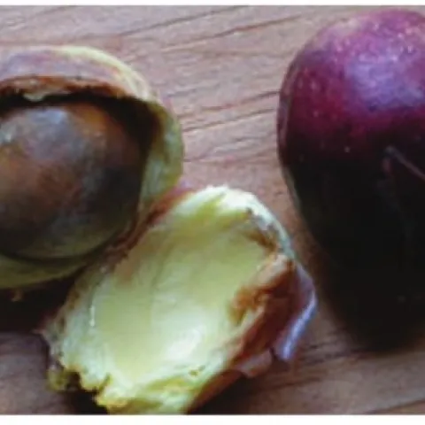 bay laurel nut
