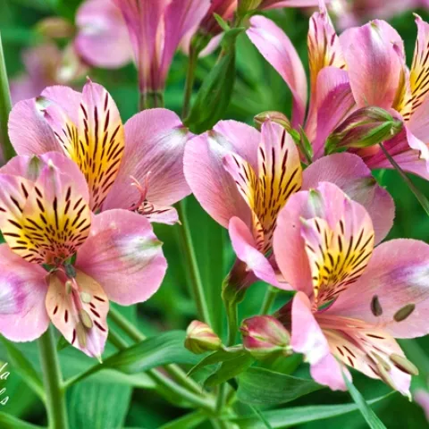 xalstromeria1208