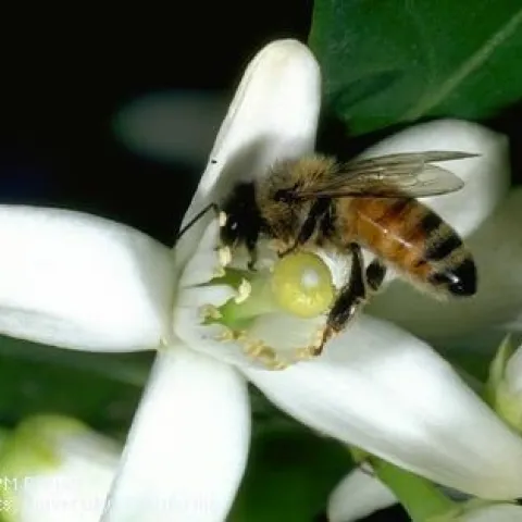 honey bee I-HY-AMEL-AD.020