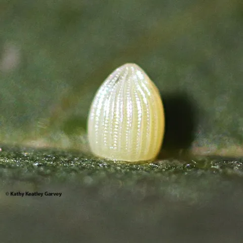 This is a close-up of a monarch egg, taken with a Canon MPE-65mm lens. It is about the size of a pinhead. (Photo by Kathy Keatley Garvey)