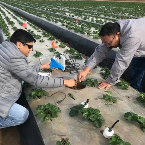 Tapan Pathak (izq) y Mahesh Maskey en un campo de fresas en el 2018. Trabajando con Surendra Dara, han desarrollado un modelo para pronosticar producciones semanales de cultivos basadas en la información climática.