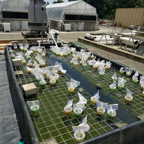 This is the giant water bath created from a leftover evaporative cooler from the Michael Parrella lab.