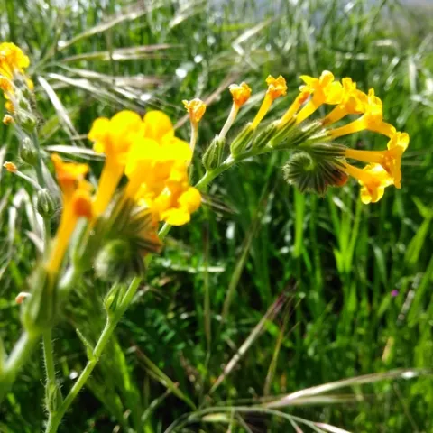 Amsinckia closeup