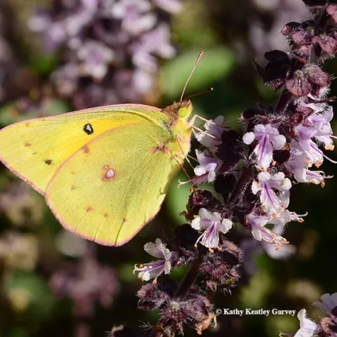 The sulphur or alfalfa butterfly, (Colias eurytheme) is widespread now in Solano, Yolo and Sacramento counties and is the biggest invasion in 20 or 30 years, says Art Shapiro, distinguished professor of evolution and ecology at UC Davis. (Photo by Kathy Keatley Garvey)