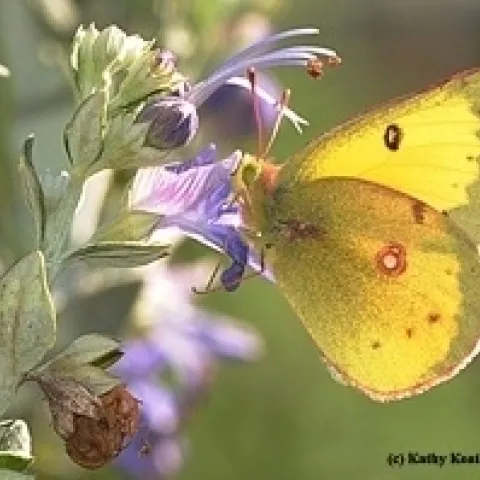 alfalfabutterfly