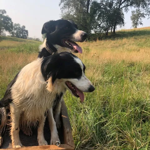 sage and gillie (2)