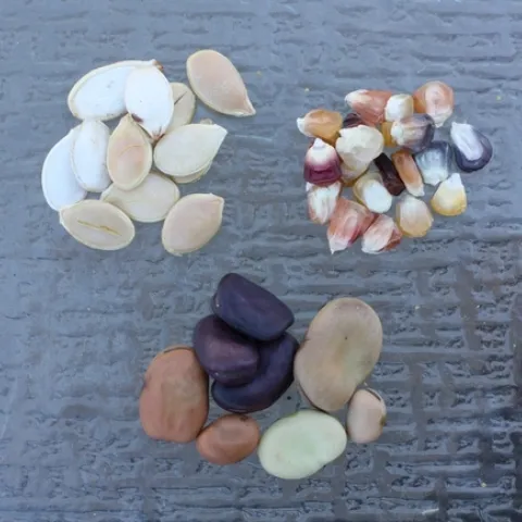 seeds