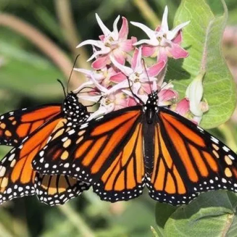 monarch2