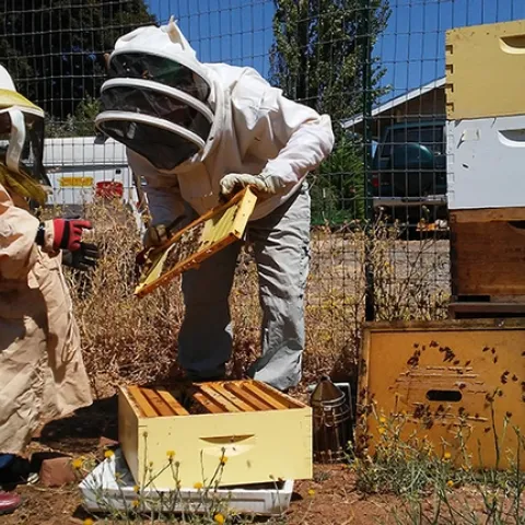Master Beekeeper Amy Hustead and helper Jacob working the hives. Hustead is the first-ever Master Beekeeper in the California Master Beekeeper Program.