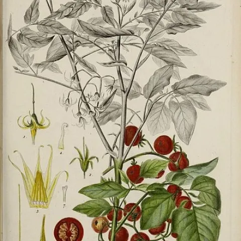 louis feuille