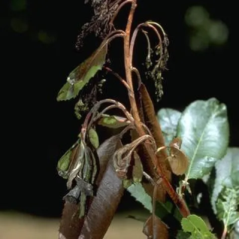 Fireblight damage