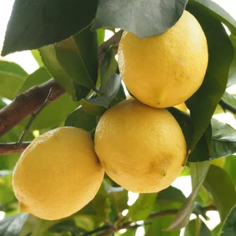 Citrus tree (bruno-neurath-wilson-unsplash)