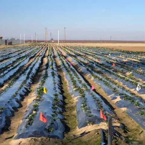 Strawberry field