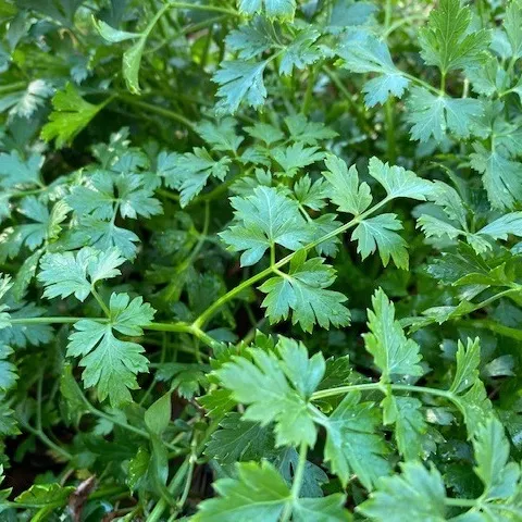 Chervil by Yahui Tu