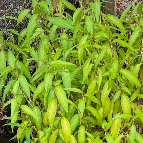 Vietnamese Mint by Jim Lai
