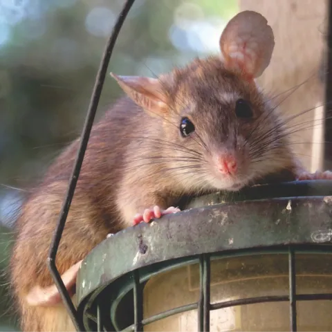 Roof rat