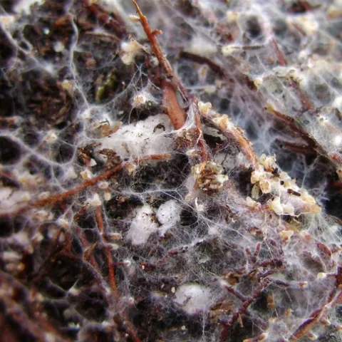 Soil mycorrhizae