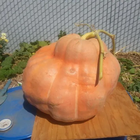 Feat2Pumpkins01