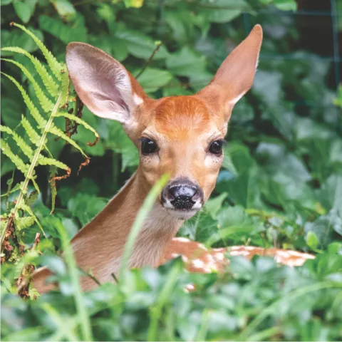 deer