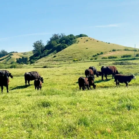 MG-UCCE-Cattle-03