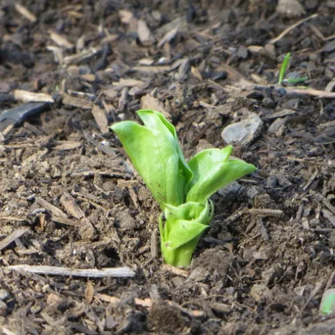 Mulched fava bean start, J. Alosi