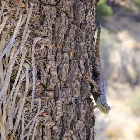 cambarrows lizard